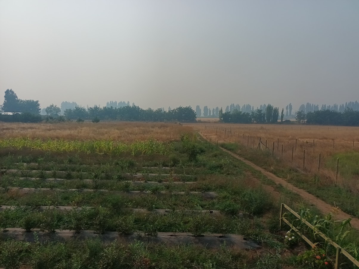 Parcela 5000mt2 Sector Las Hortensias, Parral