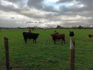 Parcela 5000mt2 Sector Las Hortensias, Parral